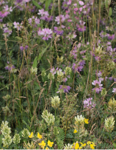 Nectar garden - Amestec de...