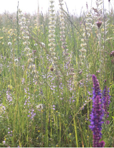 Herbal remedy bloom -...