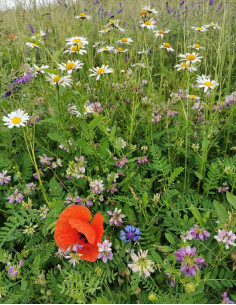 Pollinator heaven - Amestec...