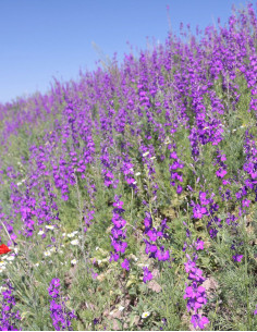 Wildflower meadow - Amestec...