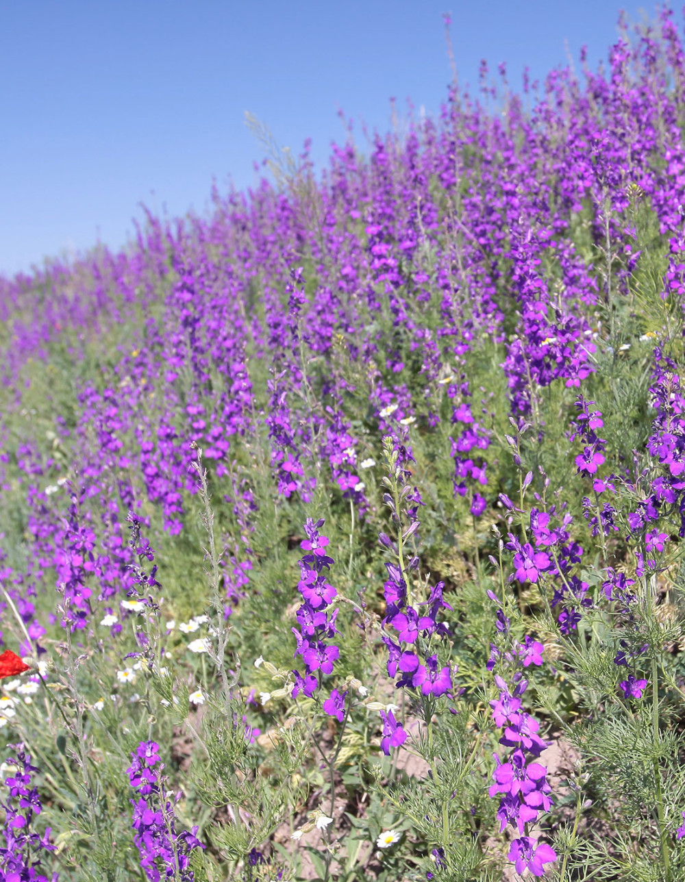Wildflower meadow